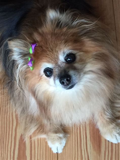 How Old Is My Pomeranian In Dog Years Pets Lovers