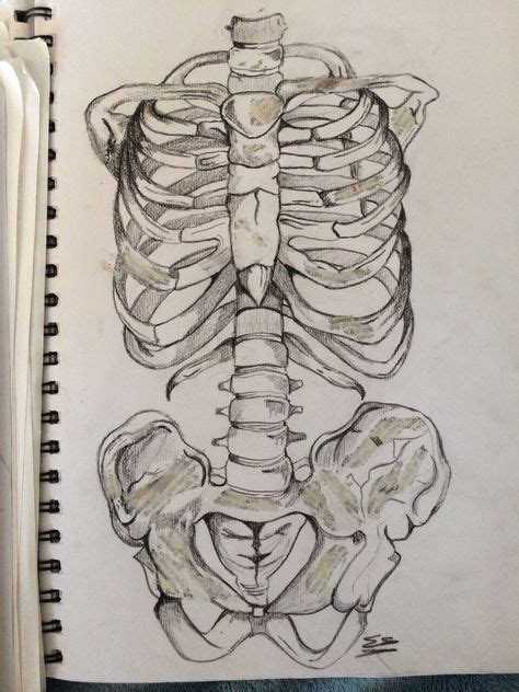 19 Skeleton Sketches Ideas Sketches Skeleton Drawings