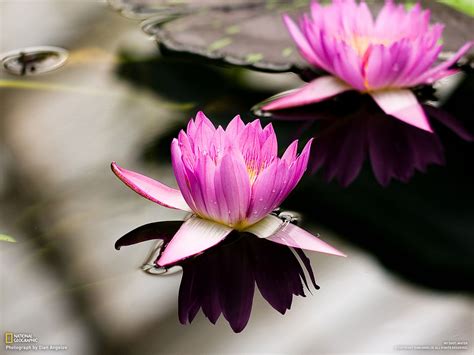 Pink Water Lily Wallpaper Pink Water Lilies Water Lilies Lily Flower