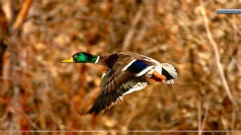 Duck Hunting Backgrounds ·① Wallpapertag