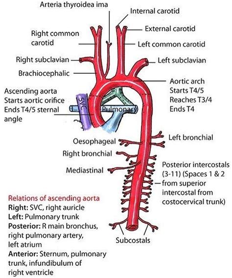 Medicalterms On Instagram Thoracic Aorta Arteries Anatomy Medical