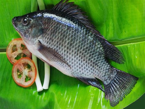 Buy Black Tilapia 600800g Online At The Best Price Free Uk Delivery