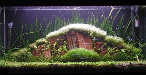 New comments cannot be posted and votes cannot be cast. Takashi Amano planted tank | Aquascaping | Pinterest