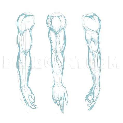 Drawing Male Anatomy Arm Drawing Human Anatomy Art Anatomy Sketches