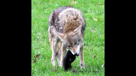 Coyotes typically hunt small mammals such as mice, voles and rabbits. UBC Coyote Catching And Eating Squirrel - YouTube
