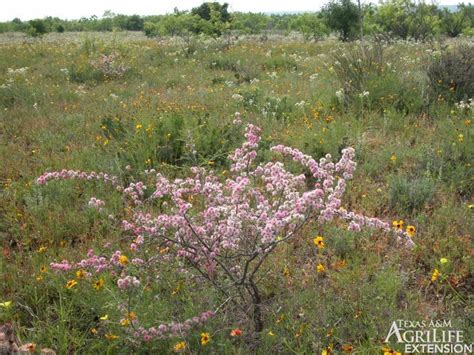 Plants Of Texas Rangelands Catclaw Mimosa