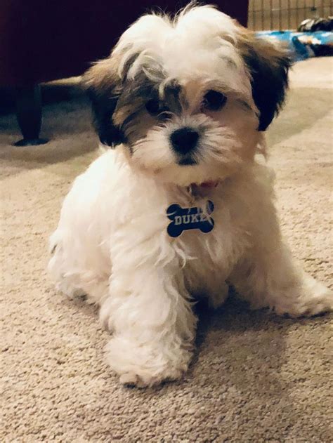 See traveler reviews, photos and blog posts. TimberCreek Puppies - Puppy, Puppies,Shihpoo Puppies for Sale: TimberCreek Puppies for Sale ...