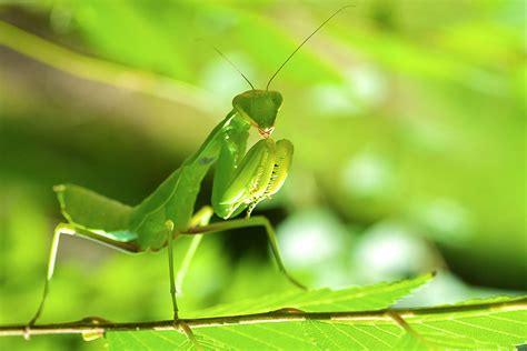 Praying mantis may refer to all mantises, as they all hold their legs in a similar fashion, or to the specific species mantis religiosa. Praying mantis: Nature's bug killer - InMaricopa