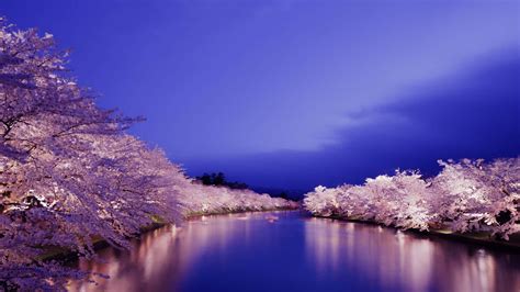 Share 55 Moonlight Night Cherry Blossom Wallpaper Super Hot In