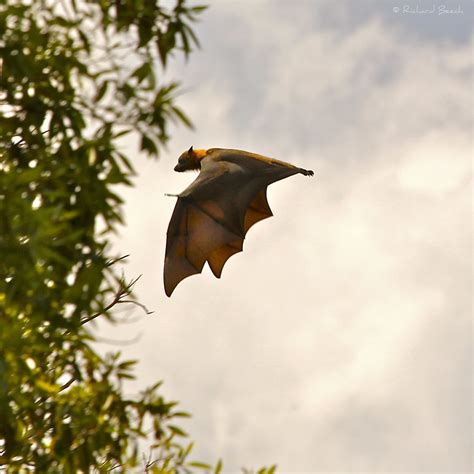 Flying Fox 2 Final Approach Flying Fox Fruit Bat In Syd Flickr