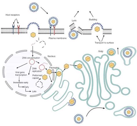 Cytomegalovirus Antibodies Bio Rad