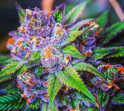Purple Kush Cannabis Review Pk Weed Strain