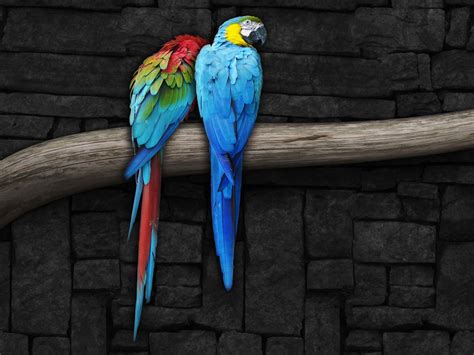 Pair Of Parrots Wallpapers Hd Wallpapers Id 9299