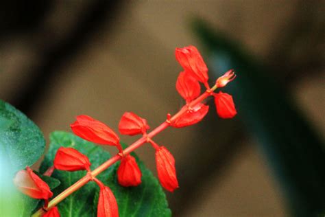 Red Flowers 4 Free Stock Photo Public Domain Pictures