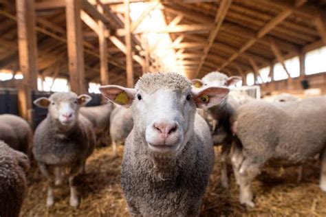 67 Facts About Sheep You Have To Read To Believe