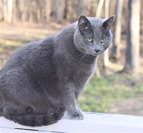 This little one is a tiny addition to a larger group of a feral family that i keep an eye on in liverpool's docklands. No More Fat Cats: How to Keep Your Kitty Fit and Trim ...