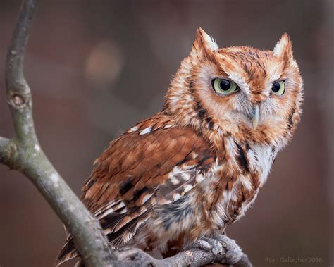 Red Eastern Screech Owl By Ryangallagherart Eastern Screech Owl