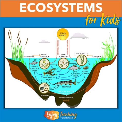 Teaching Ecosystems Activities For Kids Enjoy Teaching With Brenda Kovich