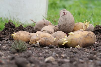 Kartoffel ernten, was man aus 50qm kartoffelfeld rausholen kann. Kartoffeln ernten, Kartoffelernte - wann sind sie reif ...