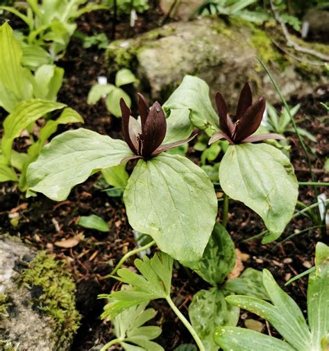 Trilliumsessile Typersessile Types