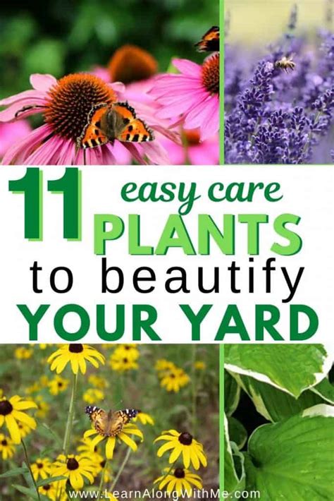 11 Low Maintenance Perennial Flowers And Plants To Beautify Your Yard