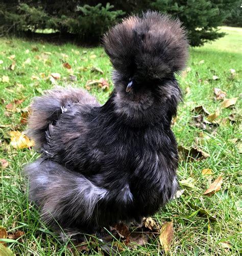 American Silkie Chickens