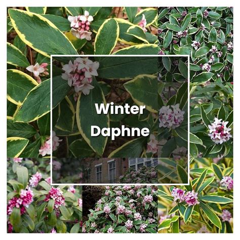 How To Grow Winter Daphne Plant Care And Tips Norwichgardener