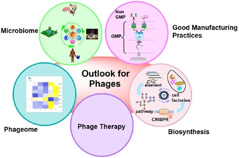 Perspectives Of Engineered Phages Development And Improvement Of Phage