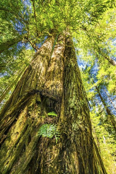 Tall Trees Towering Redwoods National Park Crescent City California