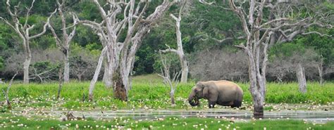 National Parks Of Sri Lanka National Parks In Sri Lanka