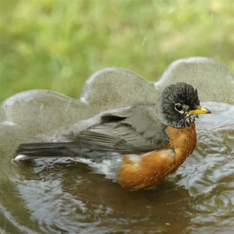 Gardensmart Articles Learn How To Attract More Birds With Water