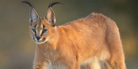 Caracal A Complete Guide To The Caracals Of Africa ️