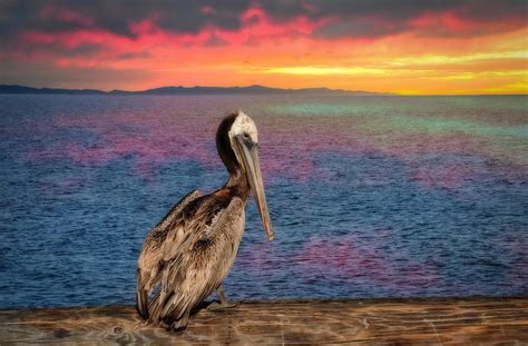 Sunset Pelican Photograph By Lynn Bauer Fine Art America