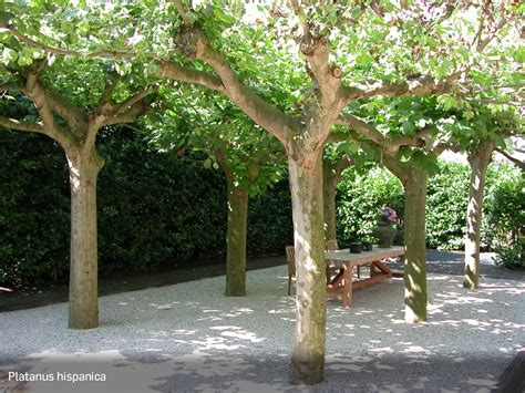 Mooie Bomen In Tuin