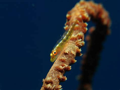 Real Monstrosities Whip Coral Goby
