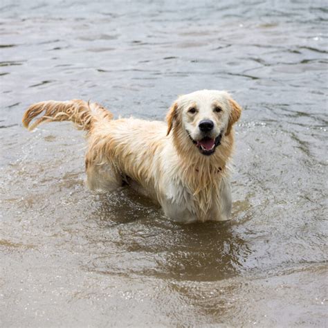 The Golden Retriever Meet The Breed My Best Friend Dog Care