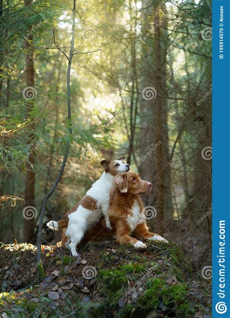 Two Dogs Together In The Forest Duck Retriever Jack Russell Terrier In