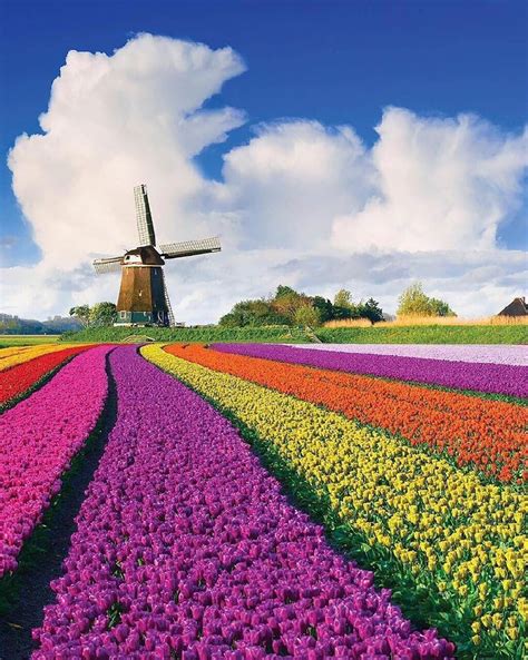Keukenhof Netherlands Garden Folwer Tulip Flower Spring Travel