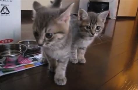 Cuteness Overload Hungry Kittens Cats Vs Cancer