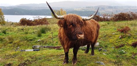 Escocia Vaca De Las Highlands Grace Rodriguez Flickr