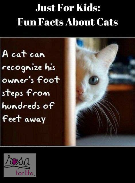 Just For Kids Fun Facts About Cats We Love To See Them Play With