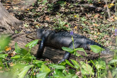 Gator Corkscrew Swamp Sanctuary Naples Florida Al5651 Flickr
