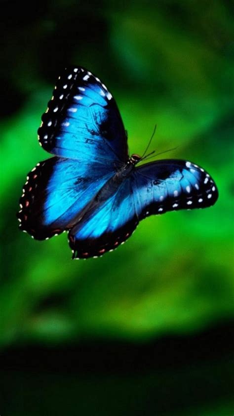 Butterfly Iphone 7 Stock Wallpaper 2020 3d Iphone Wallpaper