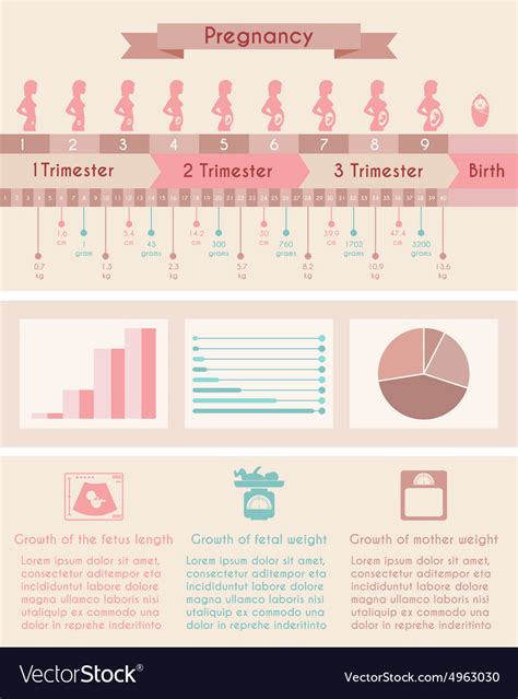 pregnancy birth infographics with timeline vector image