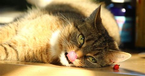 Por qué los gatos sacan la lengua | webanimales.com