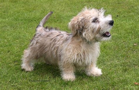 You Might Have Owned A Glen Of Imaal Terrier If
