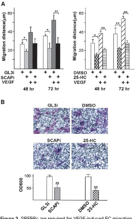 Figure 1 From Vascular Endothelial Growth Factor Activation Of Sterol