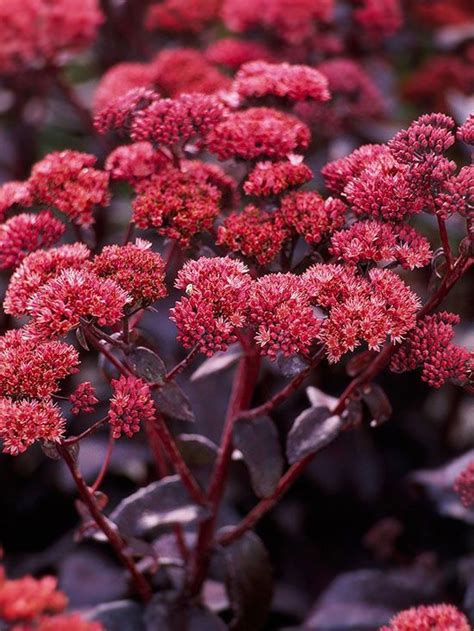 Maybe you would like to learn more about one of these? bloem barok sedum | Bloementuin, Herfst tuin, Planten
