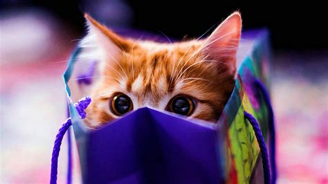 100 Cute Cat Hd Wallpapers