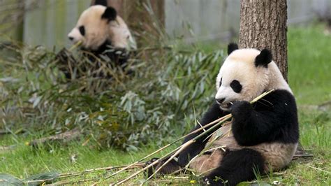 Panda Diplomacy China Taking Back Its Giant Pandas From Us Zoos